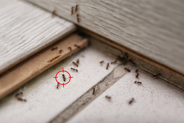 Best Residential Pest Control  in Cherry Hill Mall, NJ